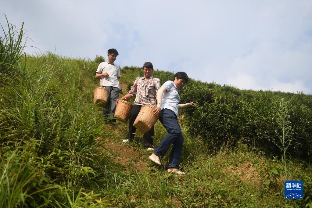 在廣西蒼梧縣六堡鎮(zhèn)山坪村，祝雪蘭（前）和村民采茶后走下茶山（2022年9月22日攝）。新華社記者 陸波岸 攝